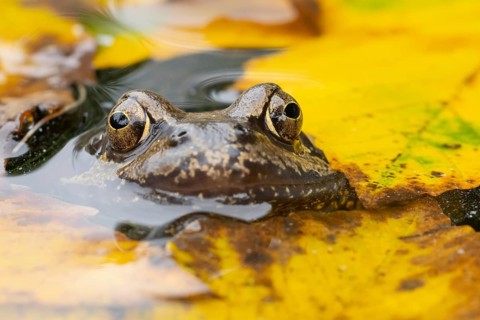 Common frog (Rana temporaria) adult amphibian on the water surface of a garden pond amongst fallen