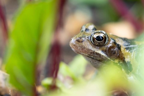 Common frog (Rana temporaria) adult amphibian amongst beetroot in a vegetable garden in summer,