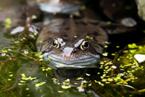 Common frog (Rana temporaria) adult amphibian on the water surface of a garden pond in spring,