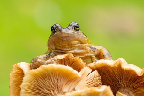Common frog (Rana temporaria) adult amphibian in a garden on a fungi in autumn, England, United