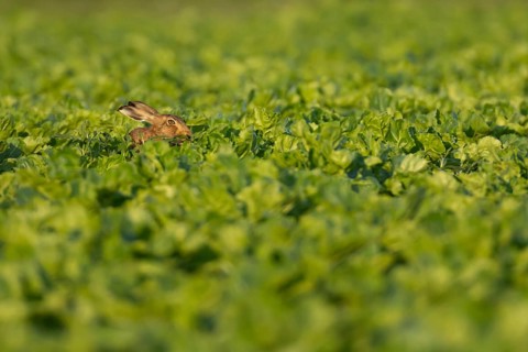 European brown hare (Lepus europaeus) adult animal in a arable farm sugar beet crop field in