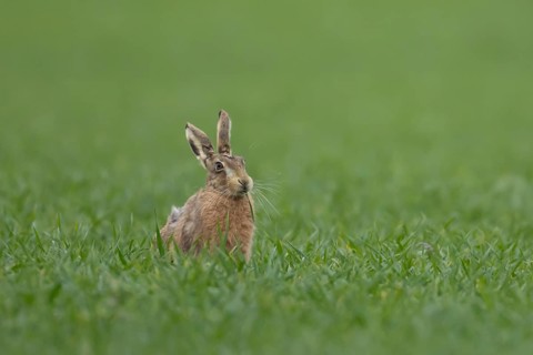 European brown hare (Lepus europaeus) adult animal feeding in a farmland cereal crop field in
