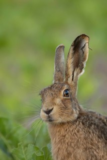 European brown hare (Lepus europaeus) adult animal in a arable farm sugar beet crop field in