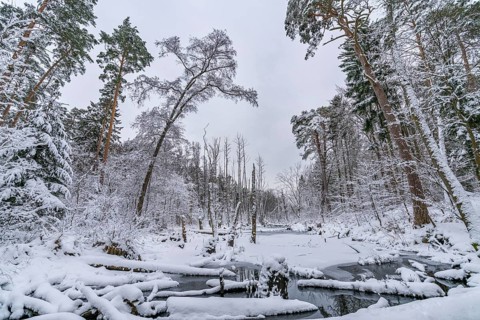 Landscape covered by snow with fallen trees on the Briese river in the forest in winter, landscape