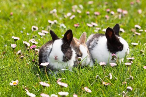 Rabbit (Oryctolagus cuniculus), on a flower meadow in the garden, daisy (Bellis perennis), Upper