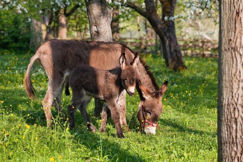 Donkey (Equus asinus), with foal in orchard, Upper Bavaria, Germany