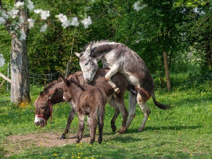 Donkey (Equus asinus), mating, pair with foal, Upper Bavaria, Germany