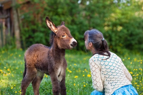 Woman with donkey foal (Equus asinus), in orchard, Bavaria, Germany