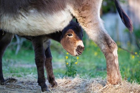 Donkey foal (Equus asinus), with dam, Upper Bavaria, Germany