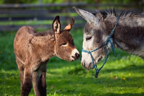Donkey with foal, Equus asinus, Upper Bavaria, Germany