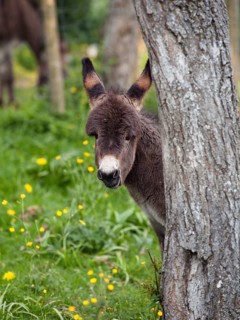 Donkey foal (Equus asinus), behind tree trunk, portrait, Upper Bavaria, Germany