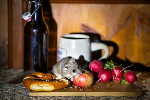 Dormouse (Glis glis), having a snack in a garden shed, hut, Upper Bavaria, Germany