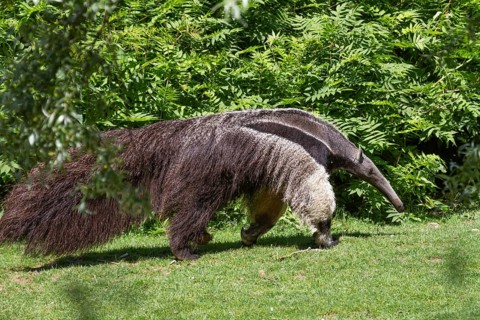 Giant anteater (Myrmecophaga tridactyla), South America, zoo, captive