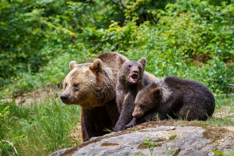 Brown bear (Ursus arctos), bear with cubs, mother, female, Bavarian Forest National Park, Lower