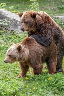 Brown bears (Ursus arctos), mating, Europe, zoo, captive