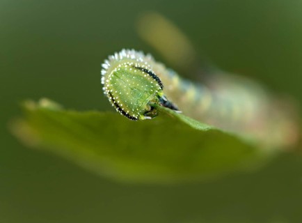Caterpillar of the death's-head hawkmoth (Acherontia atropos) in the L2 stage feeding on a privet