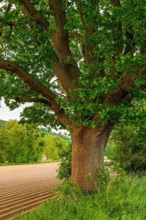 Mighty tree trunk of a single ancient English oak (Quercus Robur) at the edge of a field, labelled