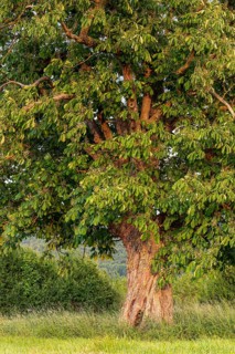 A single horse chestnut (Aesculus hippocastanum) with twisted trunk on a green meadow, Emmerwiesen,
