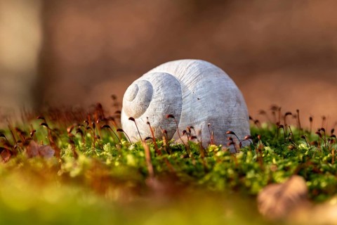 Close-up of the empty shell of a grape snail (Helix pomatia) on the moss-covered ground of a