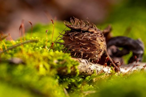 Macro photograph of the empty fruit cup or seed capsule of beechnuts of a copper beech (Fagus