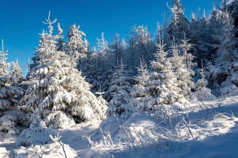 Young spruces (Picea abies) in front of a densely snow-covered coniferous forest under a clear blue