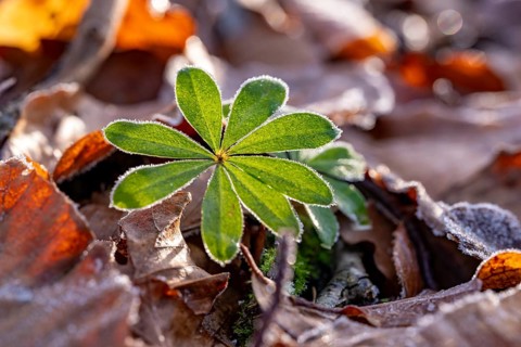 Close-up of the star-shaped leaves of woodruff (Galium odoratum) covered with frost on old autumn