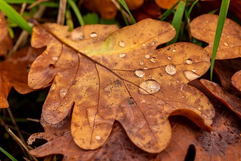 Close-up of the leaf of an oak (Quercus) in autumnal brown colouring on the ground of a forest,