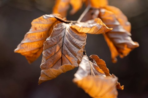 Close-up of the branch of a beech (Fagus sylvatica) with autumnal yellow-orange leaves shining in