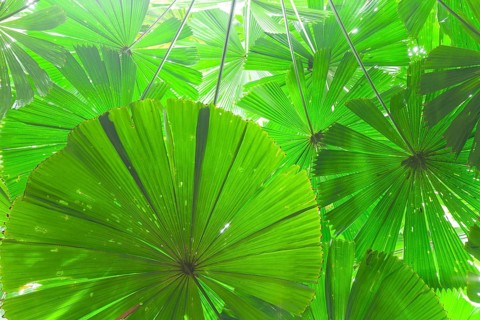 Fan palms in forest, Daintree National Park, Queensland, Australia