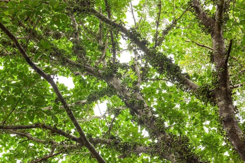 Cauliflory on fig (Ficus racemosa) trunks in tropical forest, Daintree National Park, Queensland,