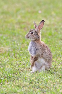 Wild rabbit (Oryctolagus cuniculus), sitting in a meadow, making mate, erect, fully grown, alert,