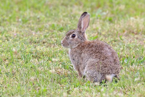 Wild rabbit (Oryctolagus cuniculus), sitting in a meadow, adult, alert, wildlife, animals, rodent,