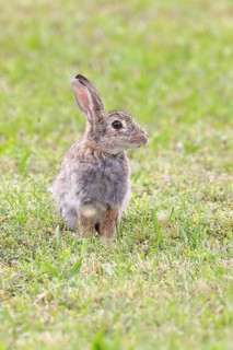 Wild rabbit (Oryctolagus cuniculus), sitting in a meadow, adult, alert, wildlife, animals, rodent,