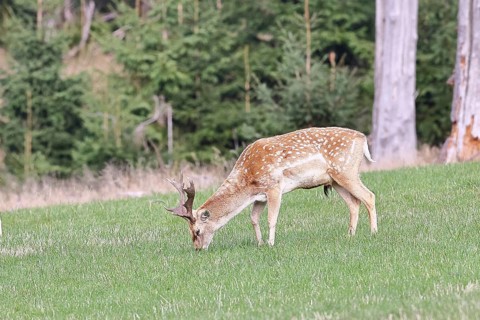 Fallow deer (Dama dama), young deer grazing in a forest clearing, North Rhine-Westphalia, Germany
