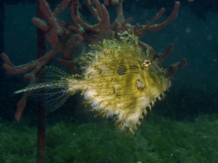A bizarre jewellery filefish (Chaetodermis penicilligerus), filefish, swimming next to an