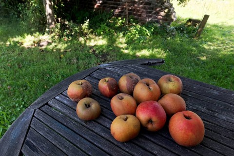 Apples from a traditional orchard are lying on an old wooden table in the garden, Rheinaue