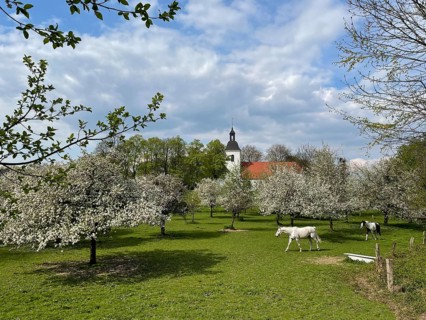 Orchard with blossoming apple trees and village church, Rheinaue Friemersheim, Duisburg, North