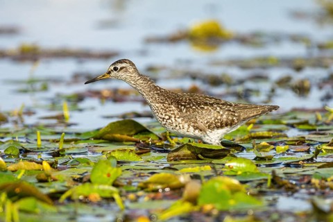 Spotted Redshank (Tringa erythropus) Hungary