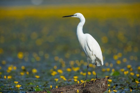 Little Egret (Egretta garzetta) Hungary