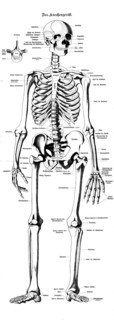 Medical illustration, bone framework, human skeleton, school picture, authentic reproduction of a