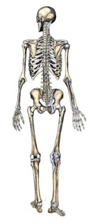 Medical illustration, human skeleton from behind, school picture, authentic reproduction of a