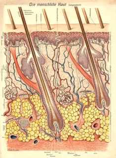 Medical illustration, structure of human skin, school picture, authentic reproduction of a school