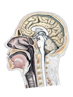 Medical illustration, cut through a human head and neck, school picture, authentic reproduction of