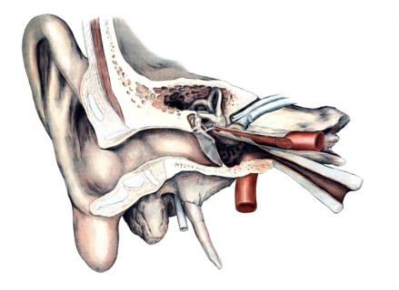 Medical illustration, The human hearing organ, ear, school picture, authentic reproduction of a