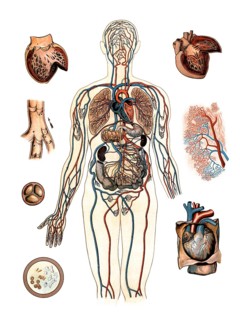 Medical illustration, human blood circulation with organs, school picture, authentic reproduction