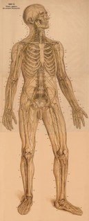 Medical illustration, The peripheral nervous system, school picture, authentic reproduction of a