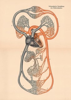 Medical illustration, diagram of human blood circulation, school picture, authentic reproduction of