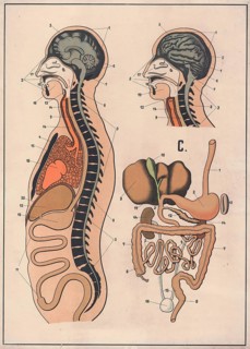 Medical illustration, The human digestive system, school picture, authentic reproduction of a