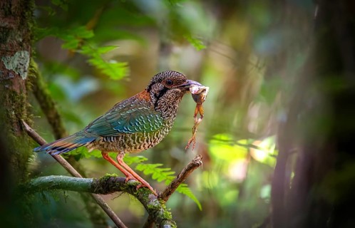 A bird, Scaly Ground Roller (Geobiastes squamigerus) in the rainforests of Mantadia National Park