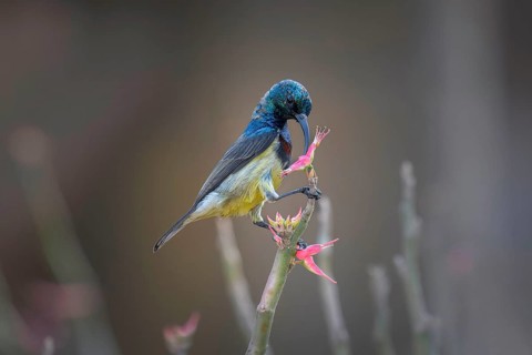 Sunbird, Souimanga Sunbird (Cinnyris souimanga), male, in the dry forest in western Madagascar